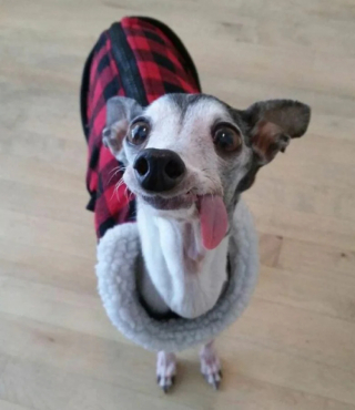 Illustration de l'article : 20 photos de chiens dans des situations comiques