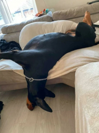 Illustration de l'article : 20 photos de chiens dans des situations comiques