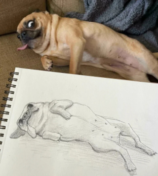 Illustration de l'article : 20 photos de chiens dans des situations comiques