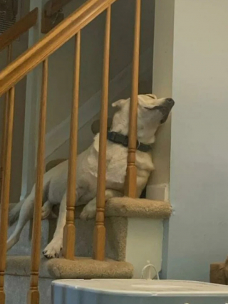 Illustration de l'article : 20 photos de chiens dans des situations comiques