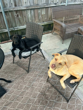 Illustration de l'article : 20 photos de chiens dans des situations comiques