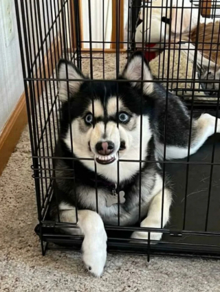 Illustration de l'article : 20 photos de chiens dans des situations comiques