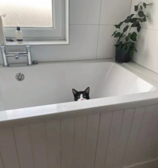 Illustration de l'article : 15 photos de chats qui se sentent comme chez eux chez leurs voisins