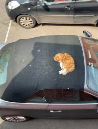 Illustration de l'article : 15 photos de chats qui se sentent comme chez eux chez leurs voisins