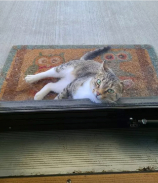 Illustration de l'article : 15 photos de chats qui se sentent comme chez eux chez leurs voisins