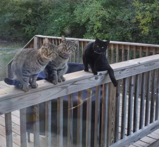 Illustration de l'article : 15 photos de chats qui se sentent comme chez eux chez leurs voisins