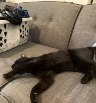 Illustration de l'article : 15 photos de chats qui se sentent comme chez eux chez leurs voisins