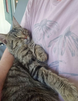Illustration de l'article : 15 photos de chats qui se sentent comme chez eux chez leurs voisins