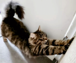 Illustration de l'article : 15 photos de chats qui se sentent comme chez eux chez leurs voisins