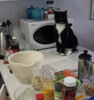Illustration de l'article : 15 photos de chats qui se sentent comme chez eux chez leurs voisins