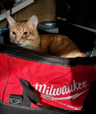 Illustration de l'article : 15 photos amusantes de chats qui illumineront votre journée