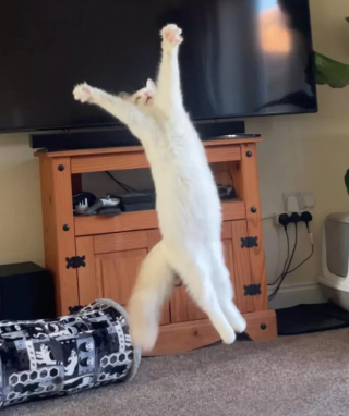 Illustration de l'article : 15 photos amusantes de chats qui illumineront votre journée