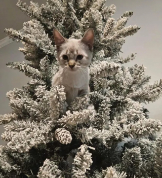 Illustration de l'article : 15 photos amusantes de chats qui illumineront votre journée