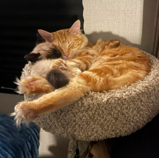 Illustration de l'article : 15 photos amusantes de chats qui illumineront votre journée