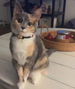 Illustration de l'article : 15 photos amusantes de chats qui illumineront votre journée