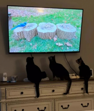 Illustration de l'article : 15 photos amusantes de chats qui illumineront votre journée