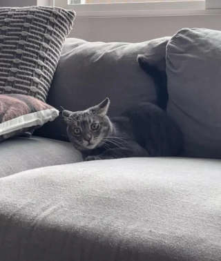 Illustration de l'article : 15 photos amusantes de chats qui illumineront votre journée