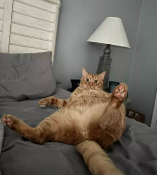 Illustration de l'article : 15 photos amusantes de chats qui illumineront votre journée