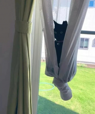 Illustration de l'article : 15 photos amusantes de chats qui illumineront votre journée