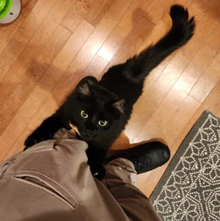 Illustration de l'article : 15 photos amusantes de chats qui illumineront votre journée