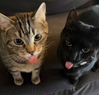 Illustration de l'article : 15 photos amusantes de chats qui illumineront votre journée