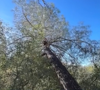 Illustration de l'article : Après des heures de recherches, un homme retrouve son Berger Allemand bloqué au sommet d’un arbre (vidéo)