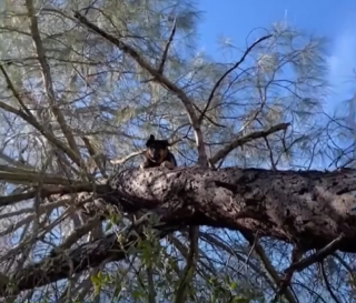 Illustration de l'article : Après des heures de recherches, un homme retrouve son Berger Allemand bloqué au sommet d’un arbre (vidéo)