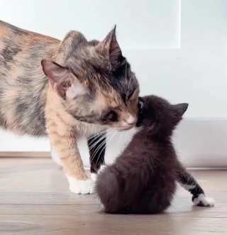 Illustration de l'article : Après avoir créé un lien fort au sein de leur famille d’accueil, ces 2 chattes découvrent le bel avenir qui leur est réservé (vidéo)