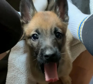Illustration de l'article : Abandonné à l’âge de 3 semaines alors qu’il tenait à peine sur ses pattes, un chiot apparait complètement transformé un mois plus tard (vidéo)