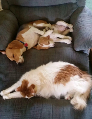 Illustration de l'article : 20 photos de chiens et de chats pour qui la sieste n’attend pas