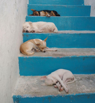 Illustration de l'article : 20 photos de chiens et de chats pour qui la sieste n’attend pas