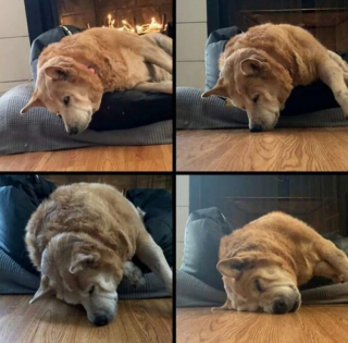 Illustration de l'article : 20 photos de chiens et de chats pour qui la sieste n’attend pas