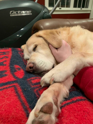 Illustration de l'article : 20 photos de chiens et de chats pour qui la sieste n’attend pas