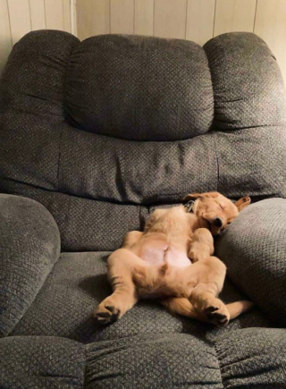 Illustration de l'article : 20 photos de chiens et de chats pour qui la sieste n’attend pas