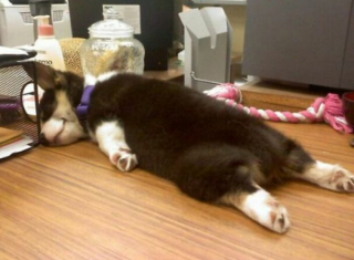 Illustration de l'article : 20 photos de chiens et de chats pour qui la sieste n’attend pas