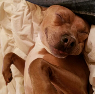 Illustration de l'article : 20 photos de chiens et de chats pour qui la sieste n’attend pas