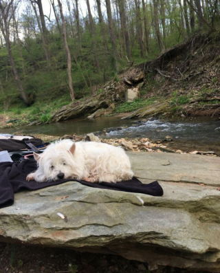 Illustration de l'article : 20 photos de chiens et de chats pour qui la sieste n’attend pas