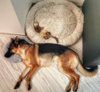 Illustration de l'article : 20 photos de chiens et de chats pour qui la sieste n’attend pas