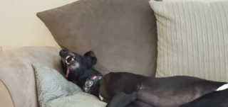 Illustration de l'article : 20 photos de chiens et de chats pour qui la sieste n’attend pas
