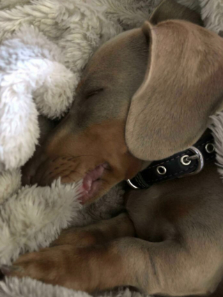 Illustration de l'article : 20 photos de chiens et de chats pour qui la sieste n’attend pas