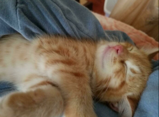 Illustration de l'article : 20 photos de chiens et de chats pour qui la sieste n’attend pas