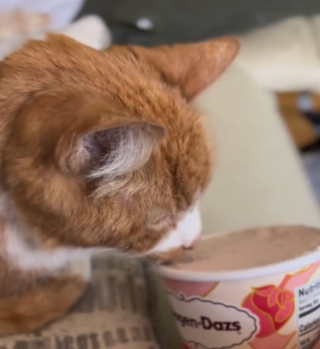 Illustration de l'article : Face à une décision des plus difficiles, la maîtresse de cette chatte organise une émouvante journée d’adieux (vidéo)