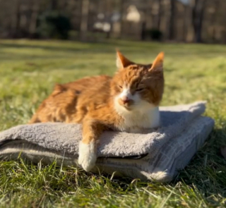 Illustration de l'article : Face à une décision des plus difficiles, la maîtresse de cette chatte organise une émouvante journée d’adieux (vidéo)