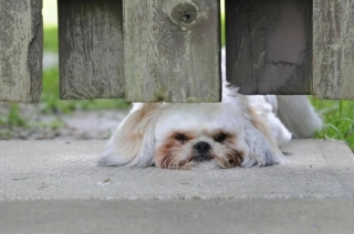 Illustration de l'article : 20 photos d’adorables chiens rencontrés au hasard