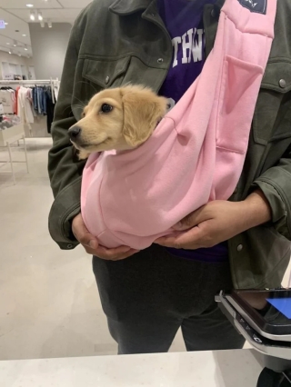Illustration de l'article : 20 photos d’adorables chiens rencontrés au hasard