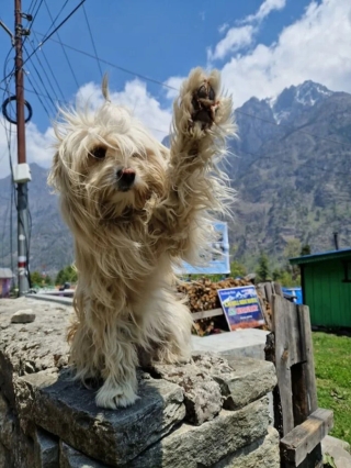 Illustration de l'article : 20 photos d’adorables chiens rencontrés au hasard