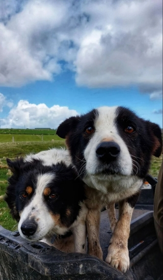 Illustration de l'article : 20 photos d’adorables chiens rencontrés au hasard