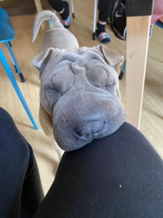 Illustration de l'article : 20 photos d’adorables chiens rencontrés au hasard