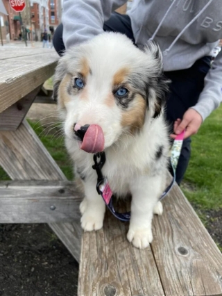 Illustration de l'article : 20 photos d’adorables chiens rencontrés au hasard
