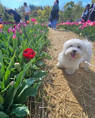 Illustration de l'article : 20 photos d’adorables chiens rencontrés au hasard